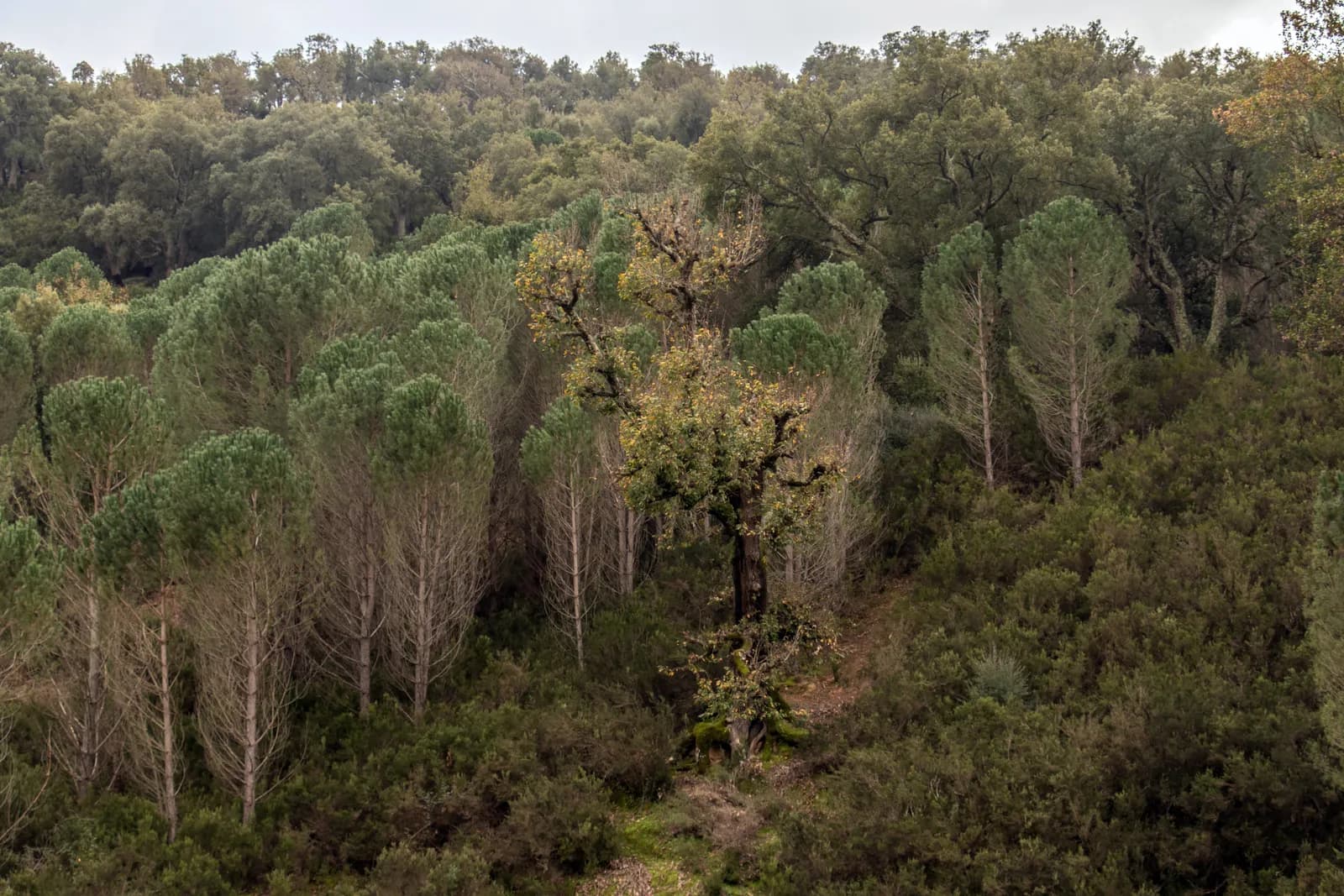 Forêt autour d’Aïn Draham